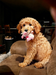 Puppy holding a pink toy on a brown couch